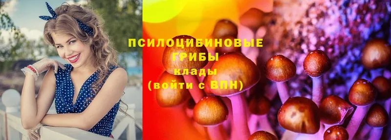 наркота  Болохово  Галлюциногенные грибы Psilocybe 